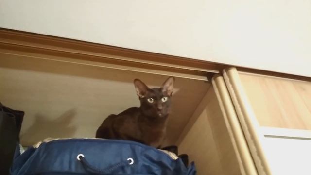 НАШИ ОРИЕНТАЛЬНЫЕ КОШКИ Я ЗАВОДЧИК MY ORIENTAL CATS VLOG смотреть онлайн