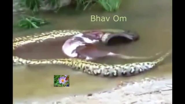 Anaconda vs cow Leopard vs Giant python snake смотреть онлайн