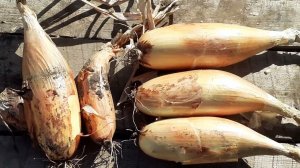 лук "банановый гигант" - эксперимент ( купить в магазине и посадить)