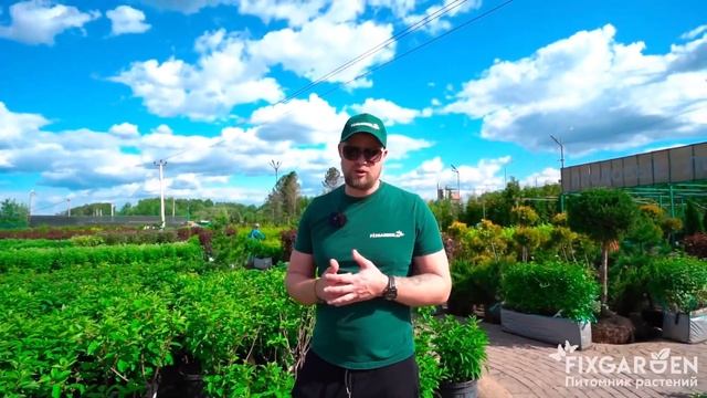 Fix Garden рекомендует. Гортензия о растение, цветение , стрижке смотреть онлайн