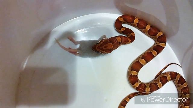 Маисовый полоз ест опушонка смотреть онлайн