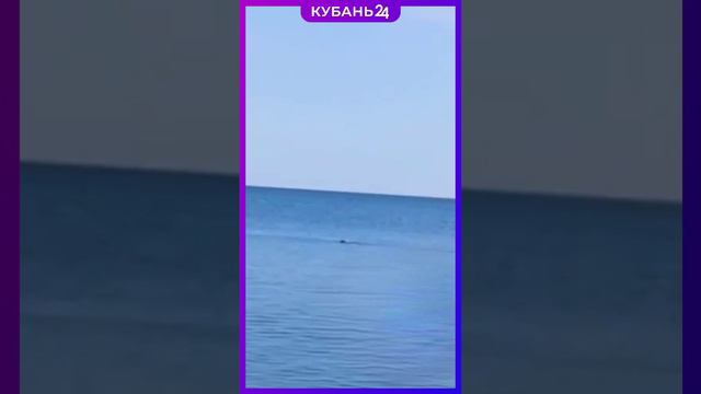 Пингвин заплыл в Черное море смотреть онлайн