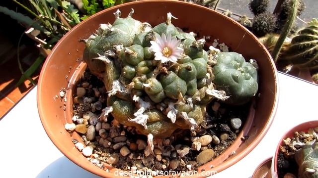 My flowering Lophophora williamsii Cacti - The Peyote Cactus in bloom смотреть онлайн