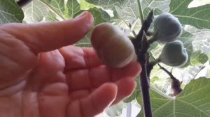 Инжир на подоконнике