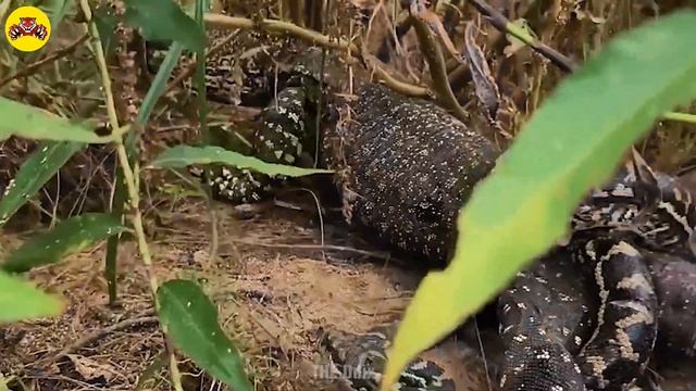 30 Moments Python Gets Injured When Trying To Swallow Large Prey, What Happens Next? | Animal Fight смотреть онлайн