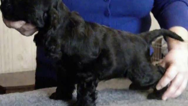 Glory Gloss Michael смотреть онлайн