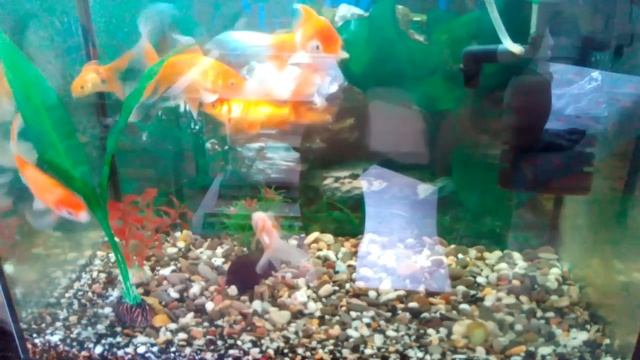 Золотые рыбки и кометы ,идеальный уход!!! смотреть онлайн