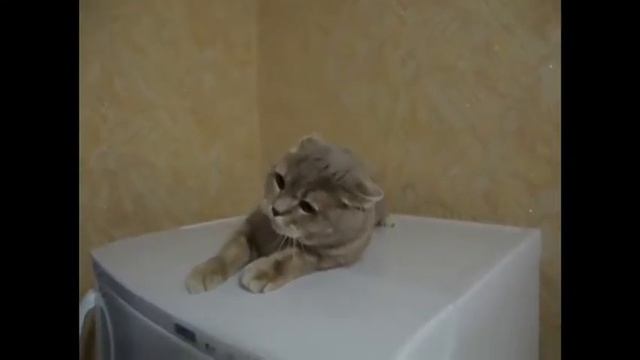 Злой котэ смотреть онлайн