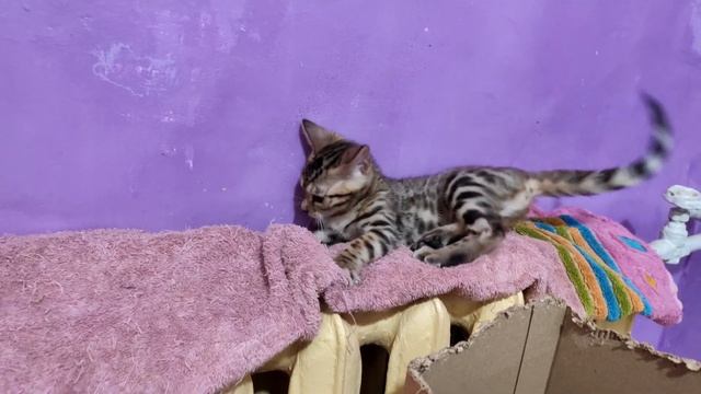 Царь-коробка для котят смотреть онлайн