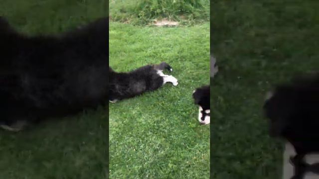 The Naughty DOGGIES #Short смотреть онлайн