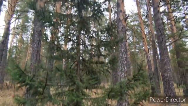 Хвойный опад, лапник и растения на участке. Как применяю для гортензий. смотреть онлайн