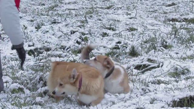 Корги Corgi смотреть онлайн