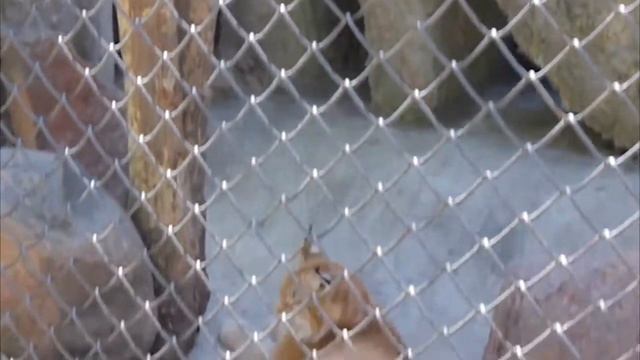 Московский зоопарк смотреть онлайн