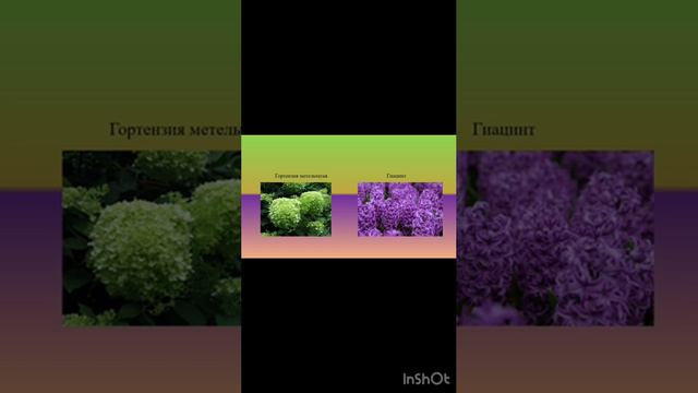 #сад #ландшафт #природа #искусство #алтай #АГУ смотреть онлайн