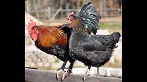 Куры породы Маран. Характеристика и содержание.