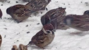 Разные воробь, домовые и полевые.