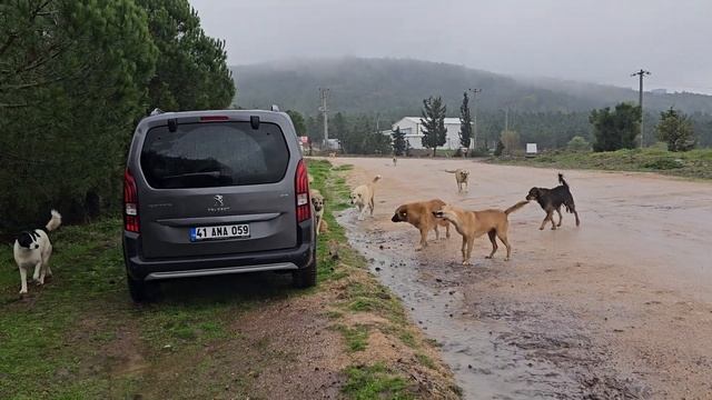 Stray dogs knew that even if it rained, this man would come and feed them and never leave them alon смотреть онлайн