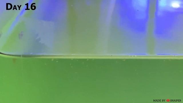 Мальки рыбы-клоуна (амфиприон) с первого дня жизни / grow clownfish (Amphiprion) babys смотреть онлайн