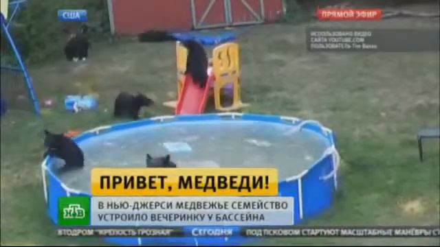 В Нью Джерси медведи устроили вечеринку у бассейна смотреть онлайн