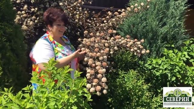 Пузыреплодник Дьяболо в миксбордере смотреть онлайн