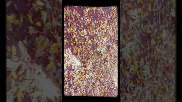 Ролики осенние головозакружительнык смотреть онлайн