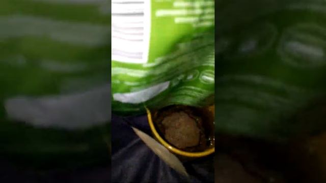 Перекус льняная каша от Фаберлик. смотреть онлайн