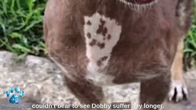 Bald Dog With Scabies Transformed After 6 Months смотреть онлайн