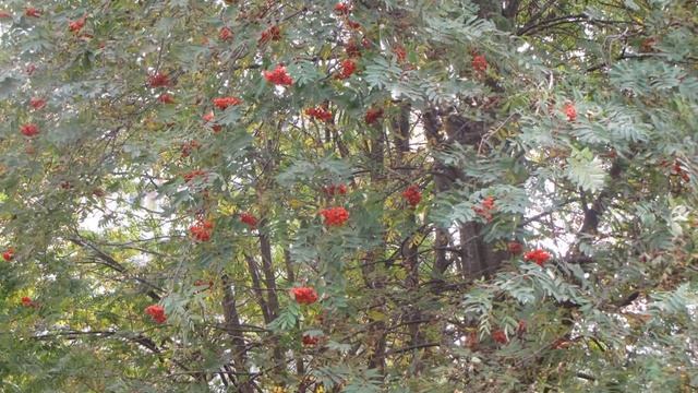 Колючая проволока гаража смотреть онлайн