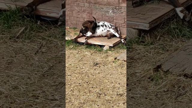 Мои камерунские козы смотреть онлайн