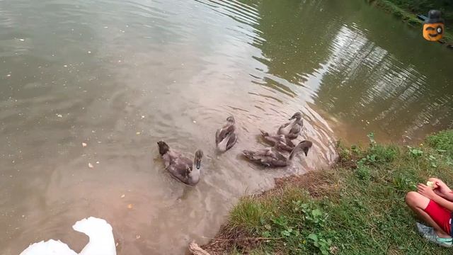 Рождествено, Тульская область // Прогулка летом // #drongotravel смотреть онлайн