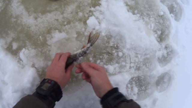 Рыбалка 1января 2018г на жерлицы. Хороший клев. Крупная щука.