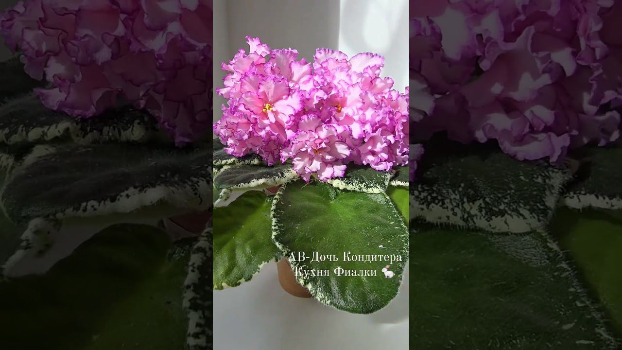 АВ-Дочь Кондитера. Студия Кухня Фиалки смотреть онлайн