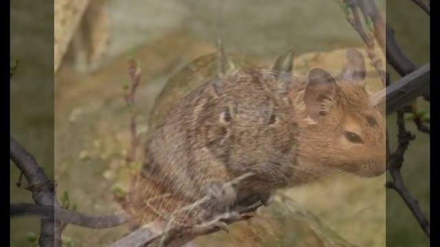 Mundo Animal, Octodon degus. смотреть онлайн