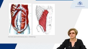 Функциональная анатомия и биомеханика мышц туловища