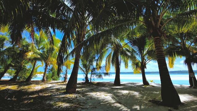 ? Пальмы и пляж, звуки природы | Virtual Palm Trees, Paradisiac Beach