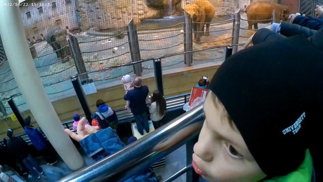 СЛОНЫ. Московский зоопарк. смотреть онлайн