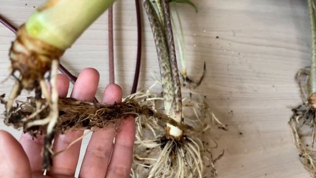 Пересадка Алоказий // Alocasia Replanting // Алоказия Регал Шилдс