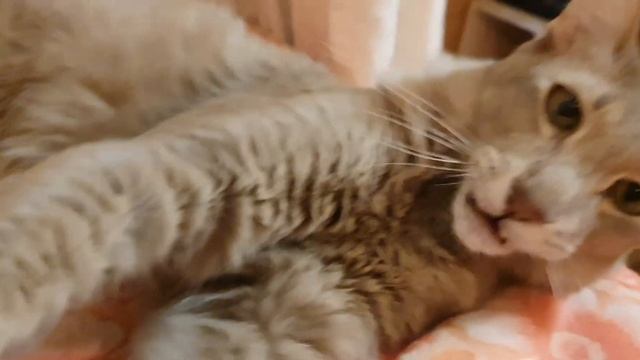 Колье из ауралита и фианитов. Кольцо. смотреть онлайн