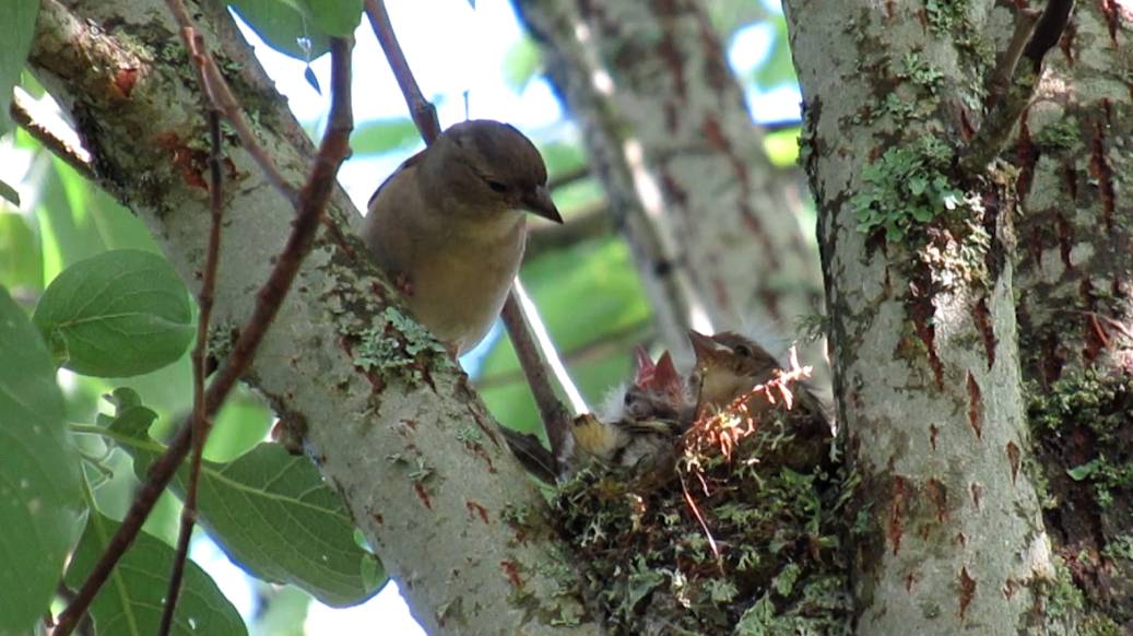 Зяблик кормит птенцов смотреть онлайн