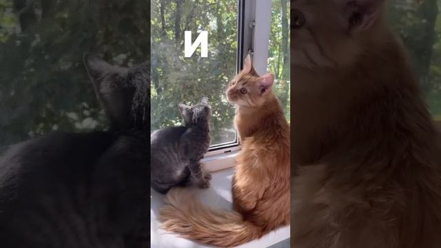 Любовь и дружба