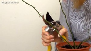Весенняя обрезка комнатной розы