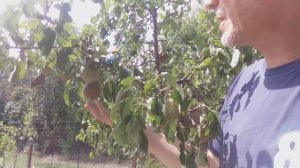 ГРУША "БЕРА НОЯБРЬСКАЯ"