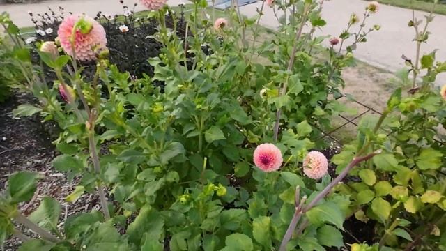 DAHLIA PARNUKKELTJE IN PARK VORDENSTEIN 2022 смотреть онлайн