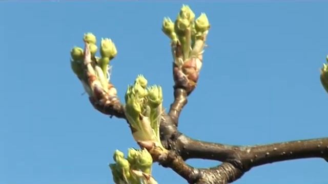 Benzinski atomizer SR200 i Bušač zemlje BT 130 Sthil смотреть онлайн