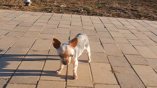 Nikon Coolpix S9900 Slow Motion