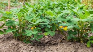 Как Выращивать  Арахис Дома