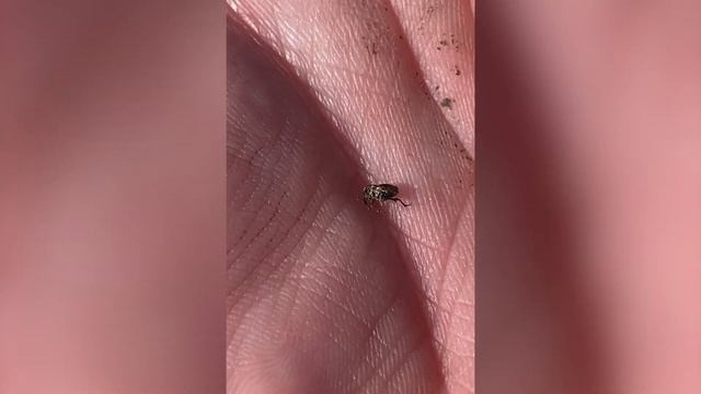 Решение в борбата срещу рапичния скритохоботник - Децис 100 смотреть онлайн