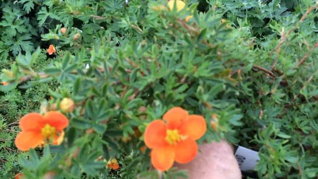 Potentilla 'Hopley's Orange' смотреть онлайн
