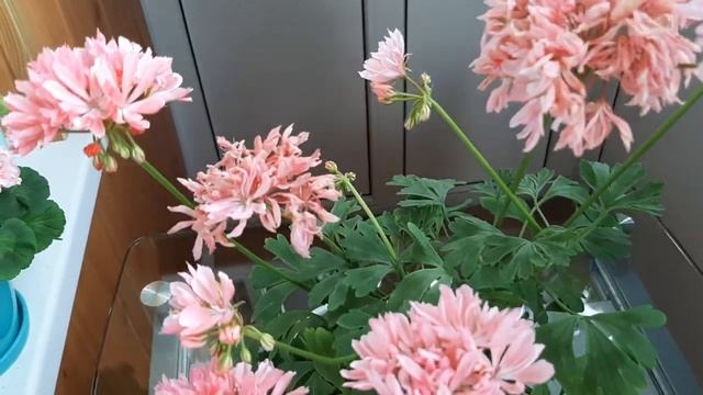 Зональная карликовая пеларгония, группы гибридов Formosum Dream Lover. Очень цветущий сорт! смотреть онлайн