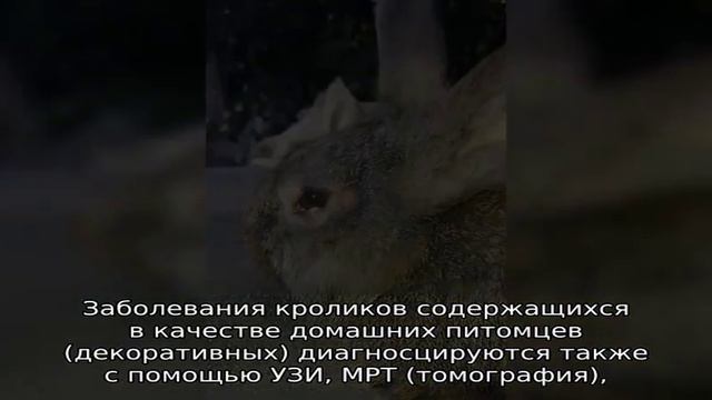 Все про болезни кроликов и их лечение смотреть онлайн